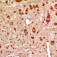 GPR13 antibody