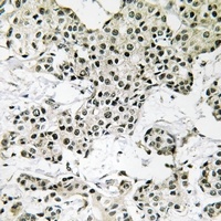 THOC5 antibody