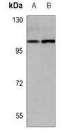 USP13 Antibody