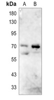 NCKX4 Rabbit Polyclonal Antibody