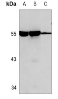 SHB Antibody