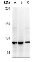UPF1 Antibody