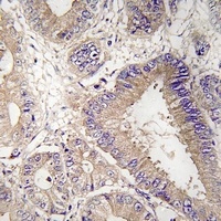 UPF1 Antibody