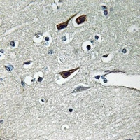 NOX5 antibody