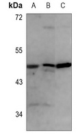 EIF5 Antibody