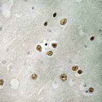 EIF5 Antibody