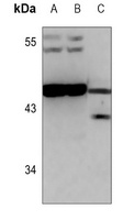 BEND4 Antibody