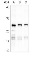 MRPL9 Antibody