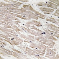Anti-MRPL44 Antibody
