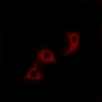 Anti-MRPL44 Antibody