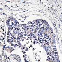 AIFM2 antibody