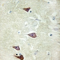 Collagen 25 alpha 1 antibody