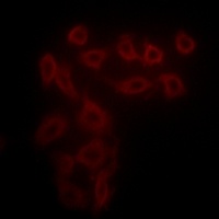 Collagen 25 alpha 1 antibody