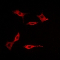 5-HT5A antibody