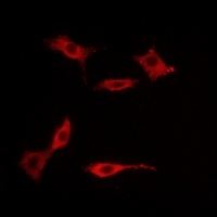 5-HT5A Antibody