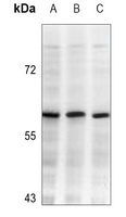 DNA Polymerase lambda Antibody