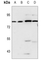 RBAK Antibody