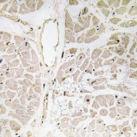Anti-Zhangfei Antibody