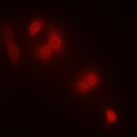 Zhangfei antibody