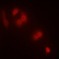 Anti-Zhangfei Antibody