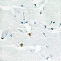Anti-Shugoshin 1 Antibody