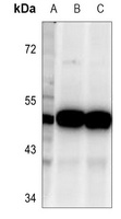TSSC1 Antibody