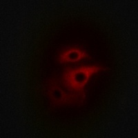 DGK delta Rabbit Polyclonal Antibody
