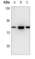 Enterokinase Antibody