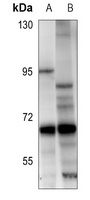 RELB Rabbit Polyclonal Antibody