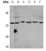 CD19 Antibody