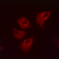 Anti-Kir5.1 (Phospho-S416) Antibody