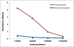 Anti-CD247 (Phospho-Y142) Antibody