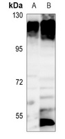 ATP1A1 Antibody