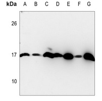 Histone H3 Antibody
