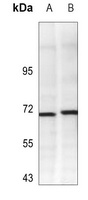 Ku70 Antibody