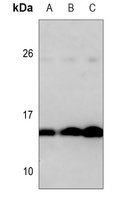 Histone H2A Antibody