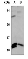 Histone H4 (MonoMethyl-R17) Antibody