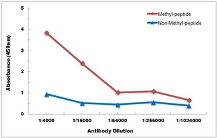 Histone H4 (MonoMethyl-R17) Antibody