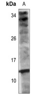 Histone H2A.Z (Acetyl-K13) Rabbit Polyclonal Antibody