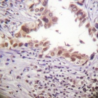 Histone H3 Antibody