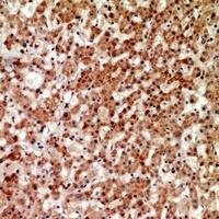 Anti-CD294 Antibody