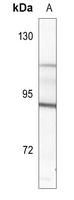 CD114 Rabbit Polyclonal Antibody