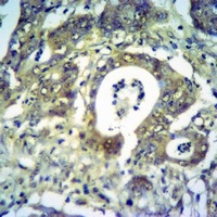 Anti-GH1/2 Antibody