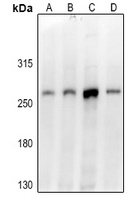 Dicer Rabbit Polyclonal Antibody