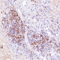 Goat Anti-Mouse/Rabbit IgG (H&L)-HRP Polymer