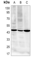 RSAD2 Antibody