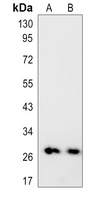 FGF23 Antibody