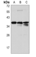 TMX2 Antibody