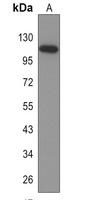 Ah Receptor Rabbit Polyclonal Antibody