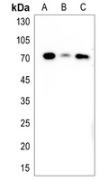 hspa8 Rabbit Polyclonal Antibody